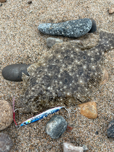 ヒラメの釣果