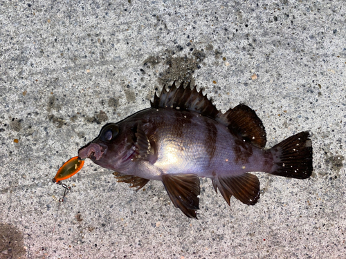 アカメバルの釣果