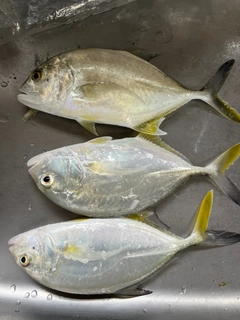 ヒラアジの釣果