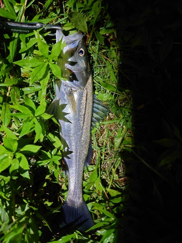 スズキの釣果