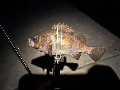 メバルの釣果