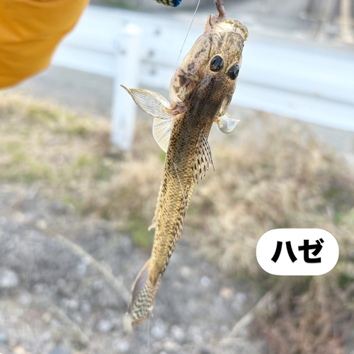 マハゼの釣果