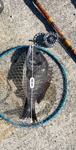 クロダイの釣果