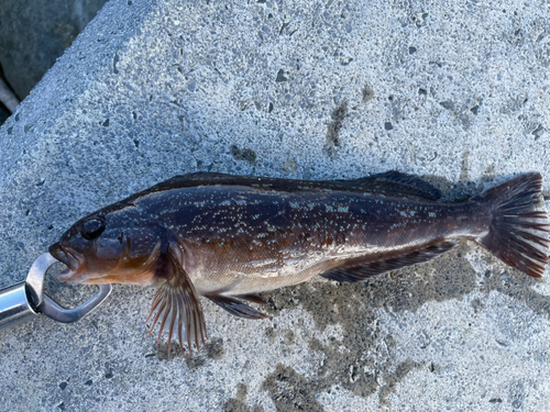 アイナメの釣果