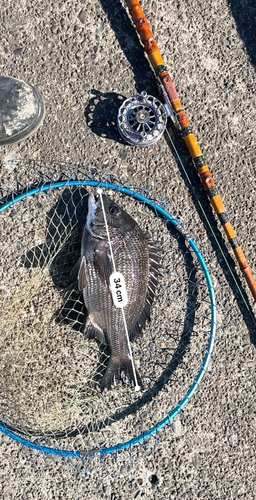 クロダイの釣果