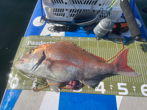 タイの釣果