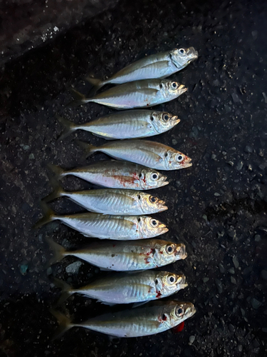 アジの釣果