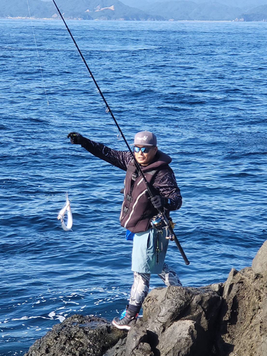 ダツの釣果