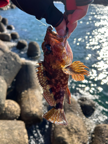 カサゴの釣果