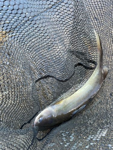 ナマズの釣果