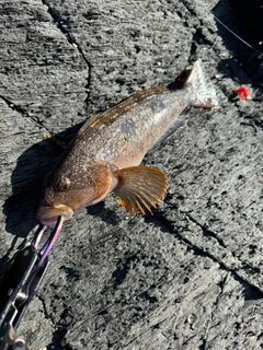 アイナメの釣果