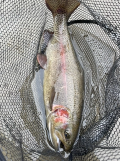 ニジマスの釣果