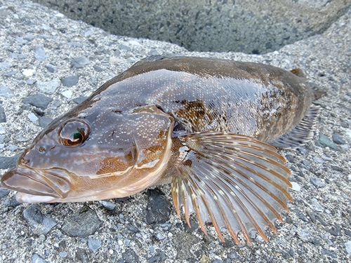 アイナメの釣果