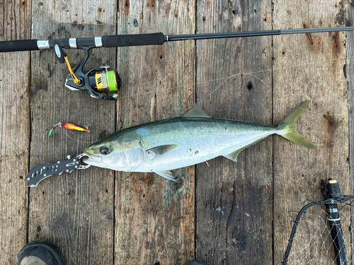 ハマチの釣果