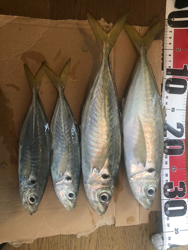 アジの釣果