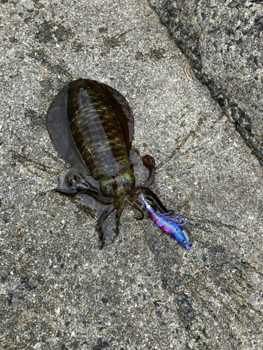 アオリイカの釣果