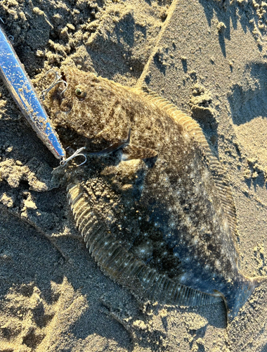 ヒラメの釣果