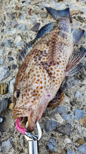 オオモンハタの釣果