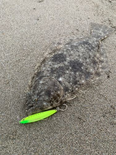 ヒラメの釣果