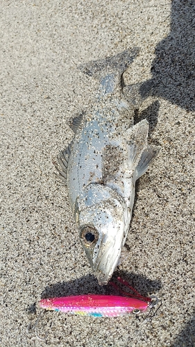 フッコ（ヒラスズキ）の釣果