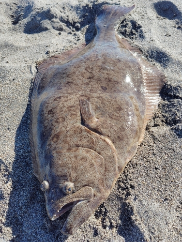 ヒラメの釣果