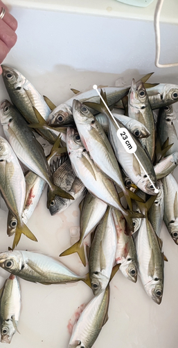 アジの釣果