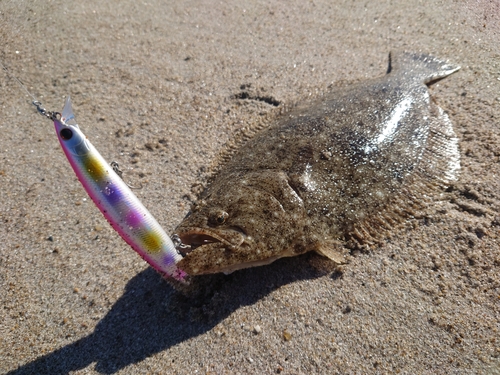 ヒラメの釣果