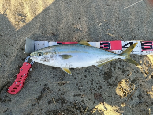 イナダの釣果