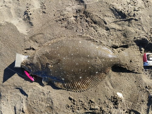 ヒラメの釣果