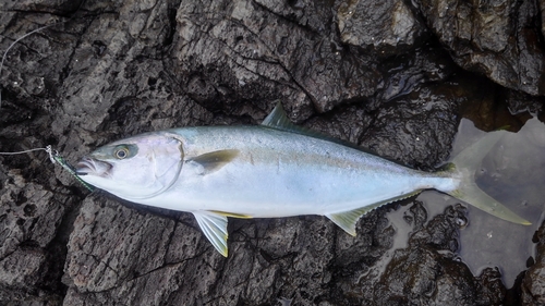 ヒラマサの釣果