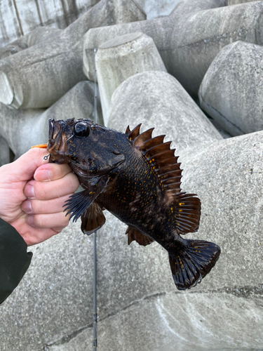 ムラソイの釣果