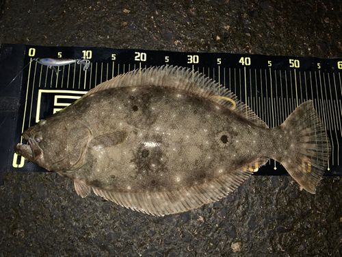 ヒラメの釣果