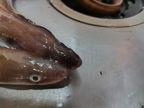 アナゴの釣果