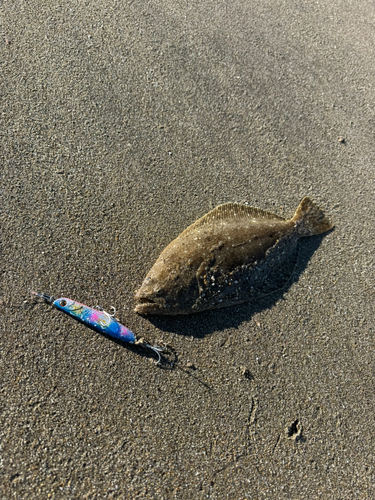 ソゲの釣果