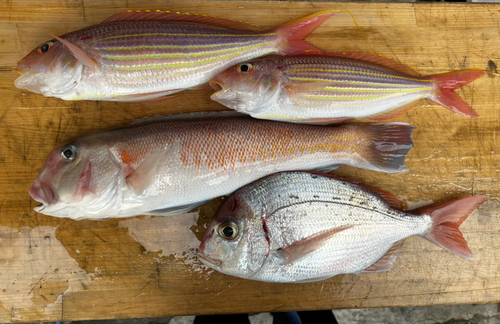 シロアマダイの釣果