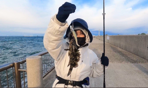 タケノコメバルの釣果