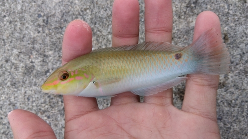 ミツボシキュウセンの釣果