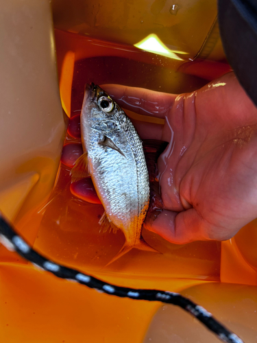 クロサギの釣果