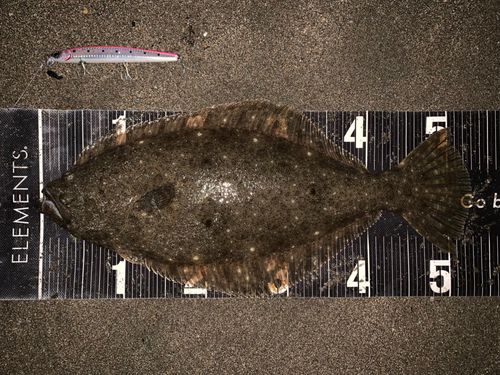 ヒラメの釣果