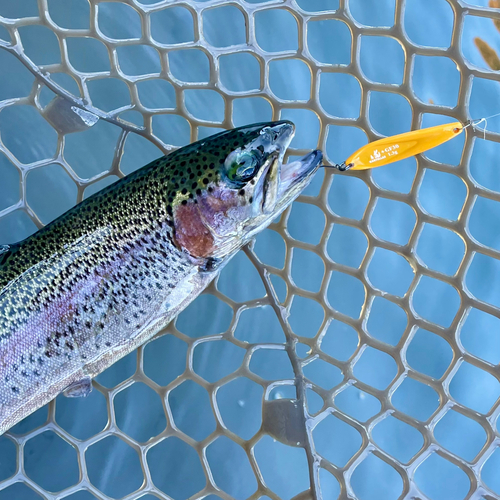 ニジマスの釣果