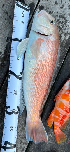 シロアマダイの釣果