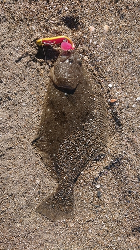 ソゲの釣果