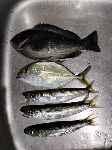 メジロの釣果