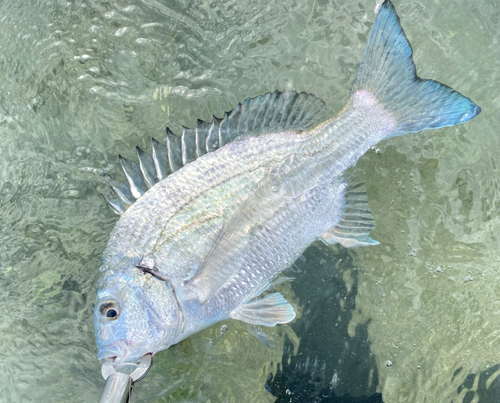 ミナミクロダイの釣果