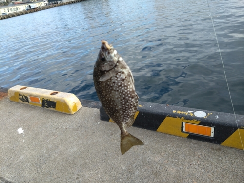 アイゴの釣果