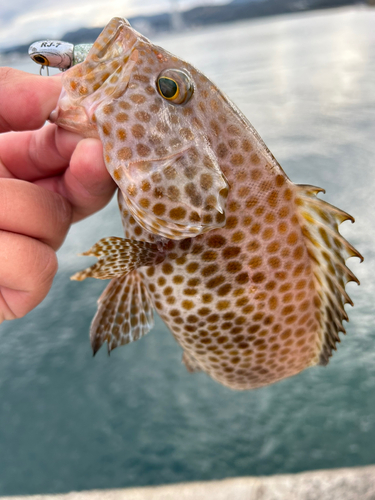 オオモンハタの釣果