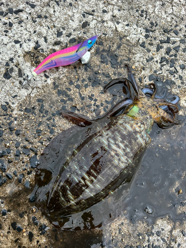 アオリイカの釣果