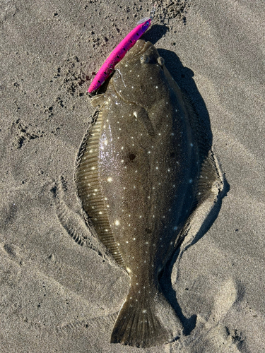 ヒラメの釣果