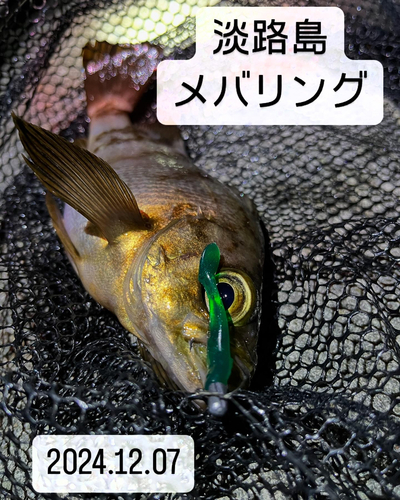 メバルの釣果