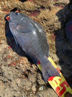 クチブトグレの釣果